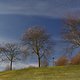 in der Rheinaue