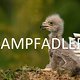 krampfadler